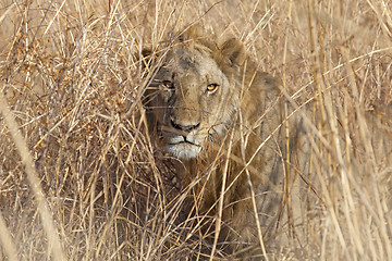 Image showing Wild lion