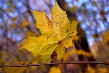 Image showing Yellow Maple Leaf