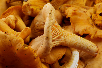 Image showing Fresh Raw Chanterelles
