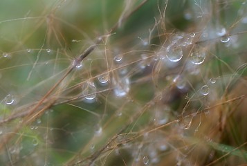 Image showing Water drops on straws.