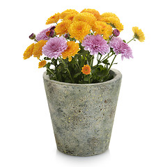 Image showing Mums Flowers 