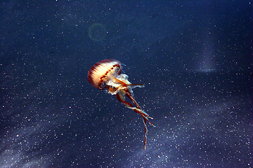 Image showing jelly fish