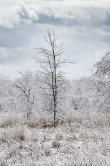 Image showing Winter Landscape