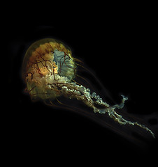 Image showing Jelly Fish 