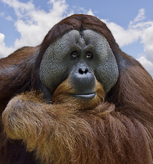 Image showing Orangutan 