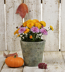 Image showing Mums Flowers And A Pumpkin