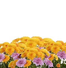 Image showing Mums Flowers