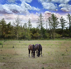 Image showing Langscape With Horses