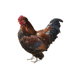 Image showing Rooster