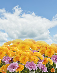 Image showing Mums Flowers