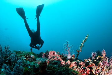 Image showing Scuba diver