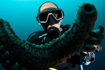 Image showing Scuba diver holding sea cucumber