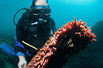 Image showing Scuba diver holding sea cucumber