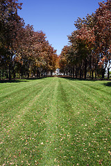 Image showing Trees in a Park