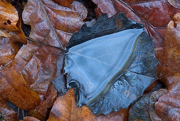 Image showing A puddle on a leaf.