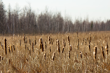 Image showing Bulrush plants in a marsh