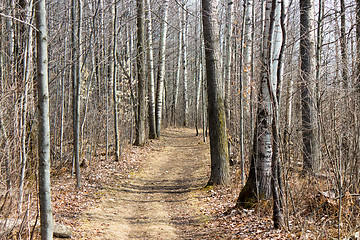 Image showing Nature trail in the park