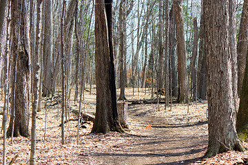 Image showing Nature trail in the park