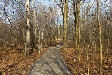 Image showing Nature trail in the park