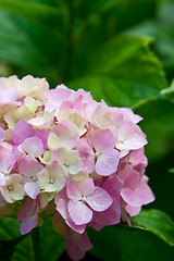 Image showing hydrangea flower