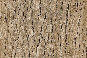 Image showing Texture