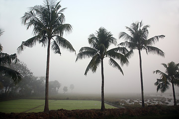 Image showing Sundarbans: Dawn in the jungles