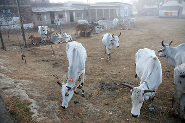 Image showing A group of cows grazing in a field