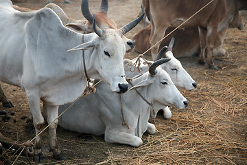 Image showing A group of cows grazing in a field