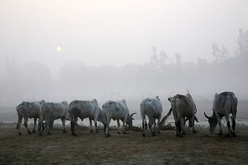 Image showing Misty morning in the Bengal countryside Kumrokhali