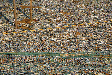 Image showing Fish Drying on the Ground