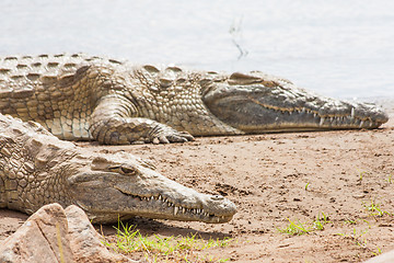 Image showing Kenian crocodiles