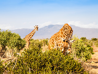 Image showing Free Giraffe in Kenya