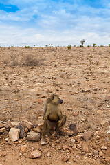 Image showing Baboon in Kenya