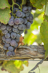 Image showing Lush, Ripe Wine Grapes on the Vine