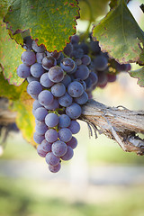 Image showing Lush, Ripe Wine Grapes on the Vine