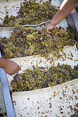 Image showing Workers Processing White Wine Grapes at a Vineyard