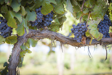 Image showing Lush, Ripe Wine Grapes on the Vine