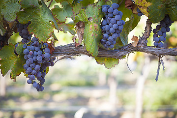 Image showing Lush, Ripe Wine Grapes on the Vine