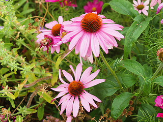 Image showing Daisy flower