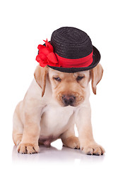 Image showing  labrador retriever puppy wearing a hat