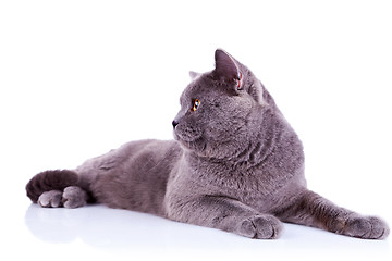 Image showing side view of an big english cat