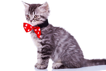 Image showing cat wearing red neck bow