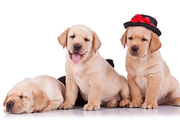 Image showing little labrador retriever puppies 