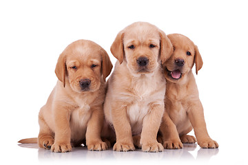 Image showing three adorable little labrador retriever