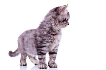 Image showing curious silver tabby cat