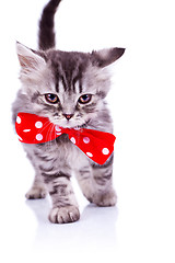 Image showing cat walking with a big red neck bow