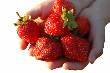 Image showing Berries of a strawberry. Isolated