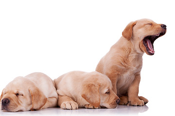 Image showing little labrador retriever puppies