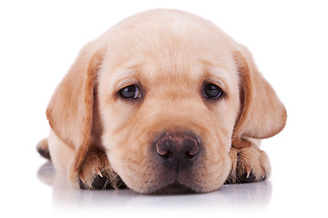 Image showing sad little labrador retriever puppy