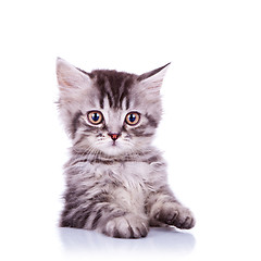 Image showing adorable silver tabby cat